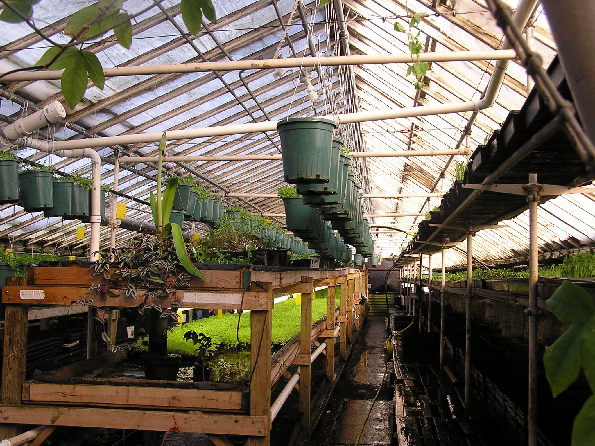 One of the greenhouses of Growing Power, a Milwaukee urban farm run by MacArthur Genius Grant recipient Will Allen. Photo courtesy Flickr user crfsproject. Used in accordance with Creative Commons guidelines.